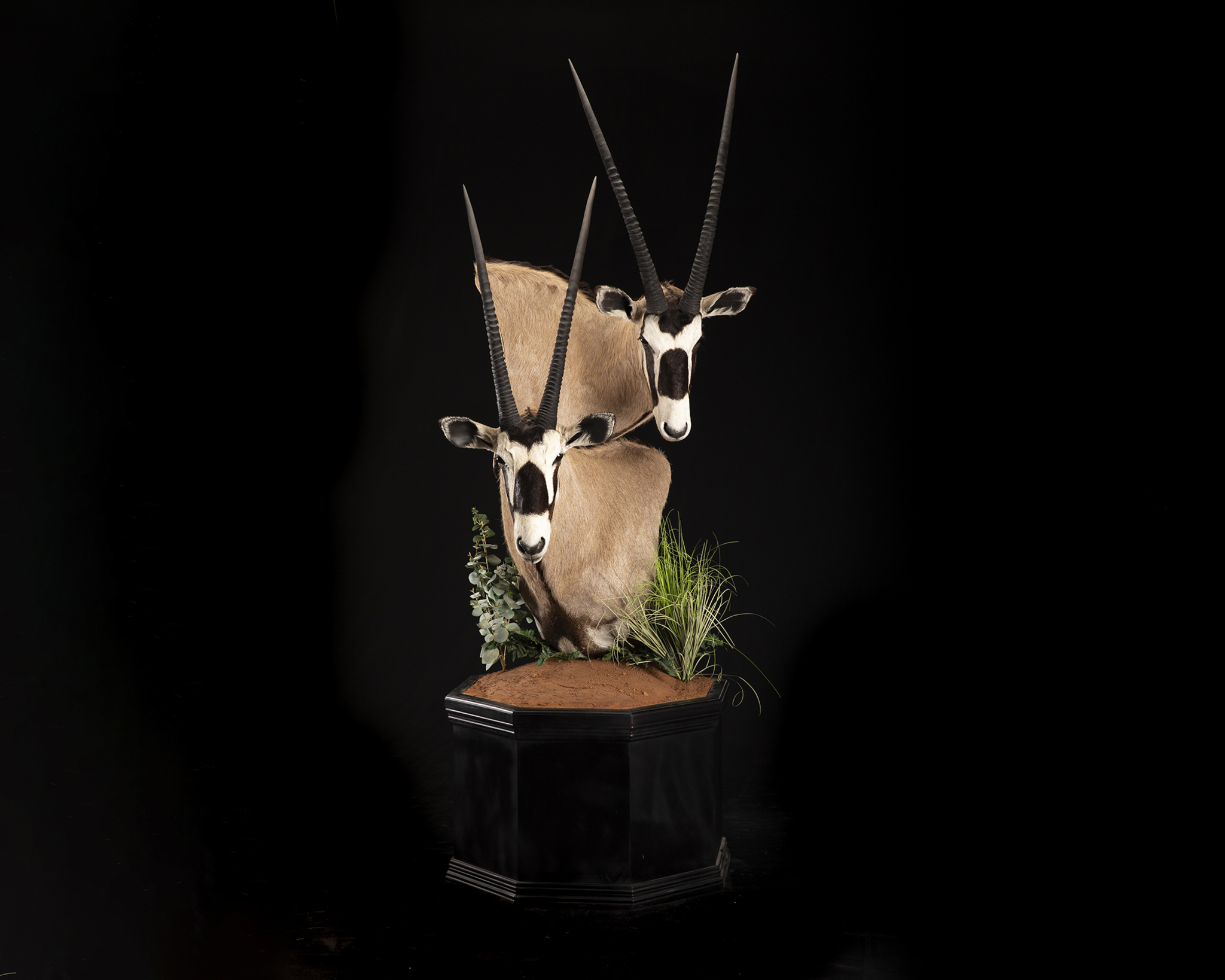 Gemsbuck combo pedestal mount